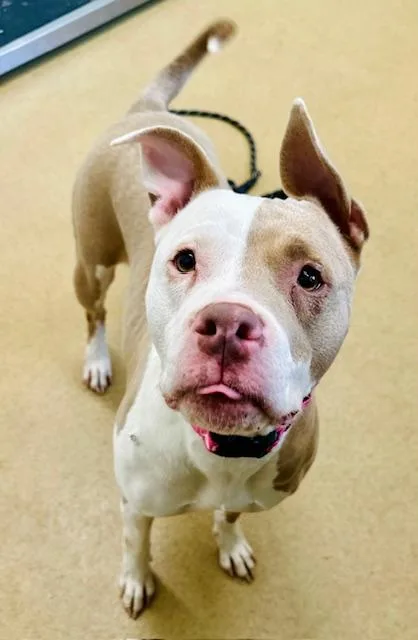 An adult medium-sized female Pit Bull Terrier dog named Tasha for adoption in Derwood, MD