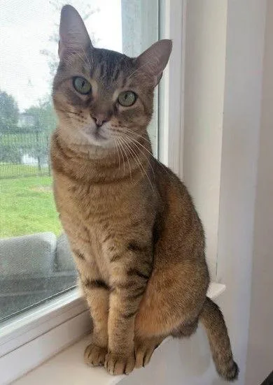 An adult medium-sized female Tabby cat named Charlotte for adoption in Winter Garden, FL