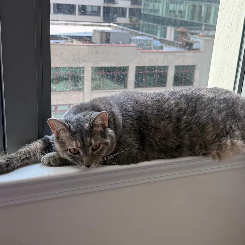 An adult large-sized female Dilute Tortoiseshell Domestic Short Hair cat named Zeya for adoption in Chicago, IL
