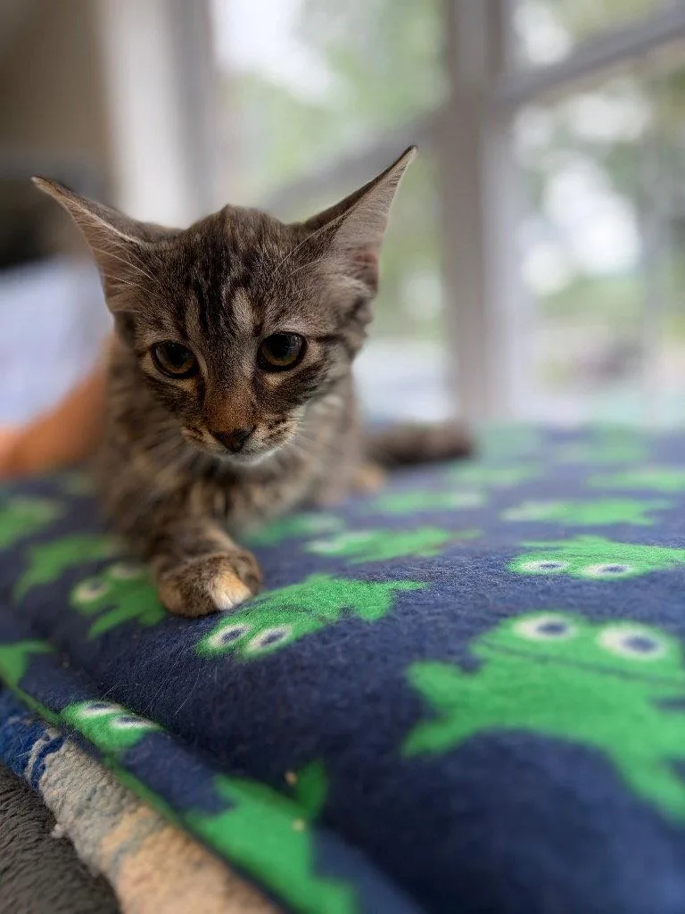 A baby small-sized female Domestic Short Hair cat named Rowan for adoption in Lovingston, VA