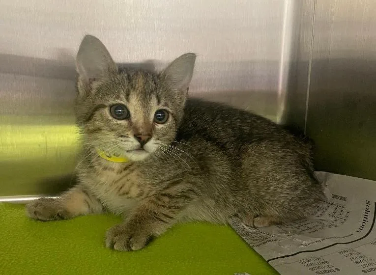 A baby medium-sized male Torbie Domestic Short Hair cat named Tango for adoption in Pasco, WA