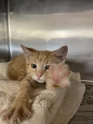 A baby small-sized male Domestic Short Hair cat named Gremlin for adoption in Houston, TX