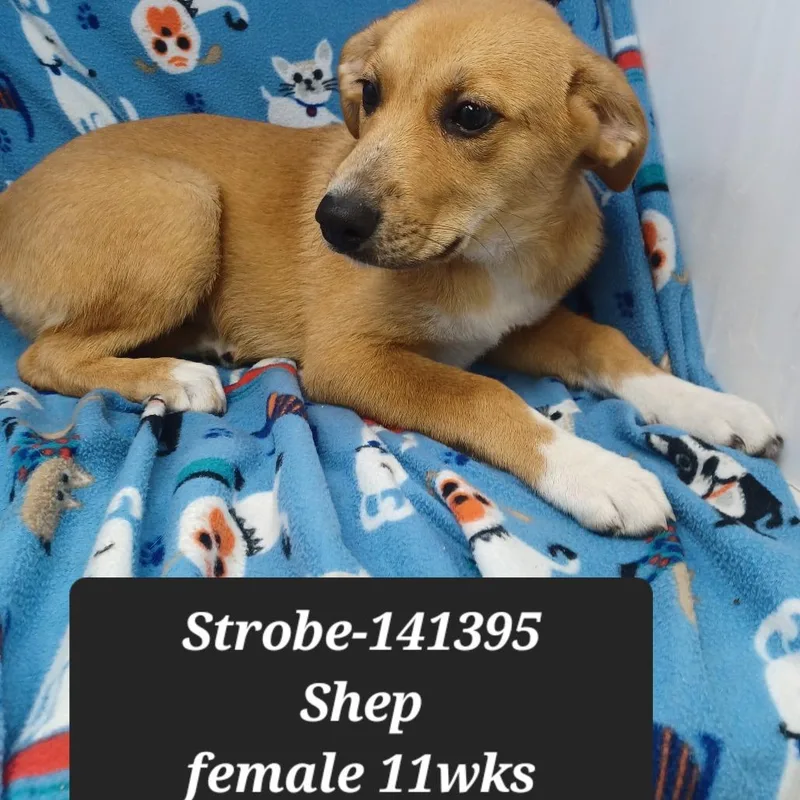 A baby small-sized female German Shepherd Dog dog named Strobe for adoption in New Tazewell, TN