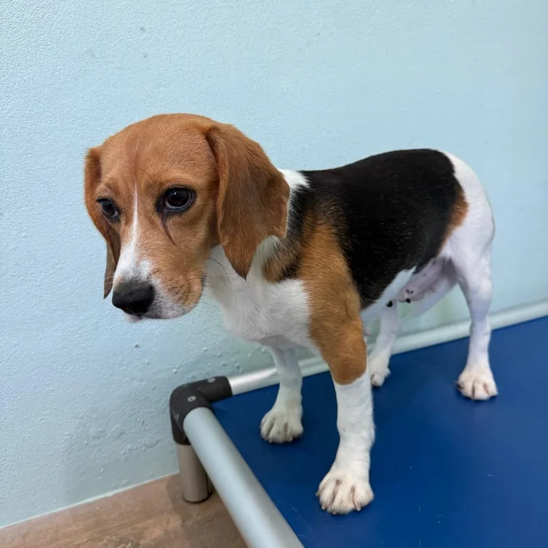A senior small-sized female Yellow / Tan / Blond / Fawn Beagle dog named QRW aka for adoption in LOXAHATCHEE, FL