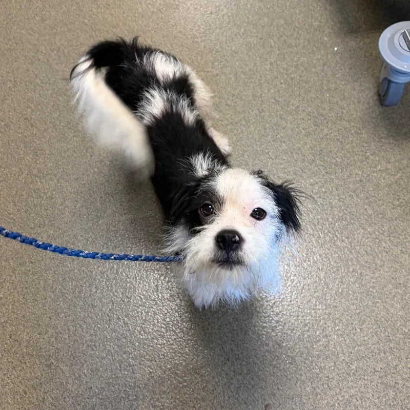 A young small-sized male Black Chihuahua dog named Furgus for adoption in Council Bluffs, IA