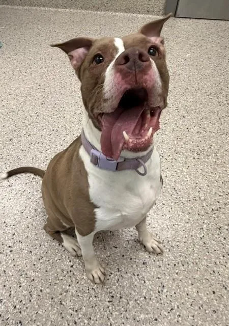 An adult medium-sized female Pit Bull Terrier dog named Rosa for adoption in Brighton, CO