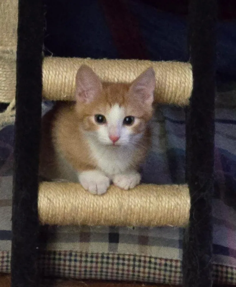 A baby medium-sized male Domestic Short Hair cat named Romeo for adoption in Lancaster, PA