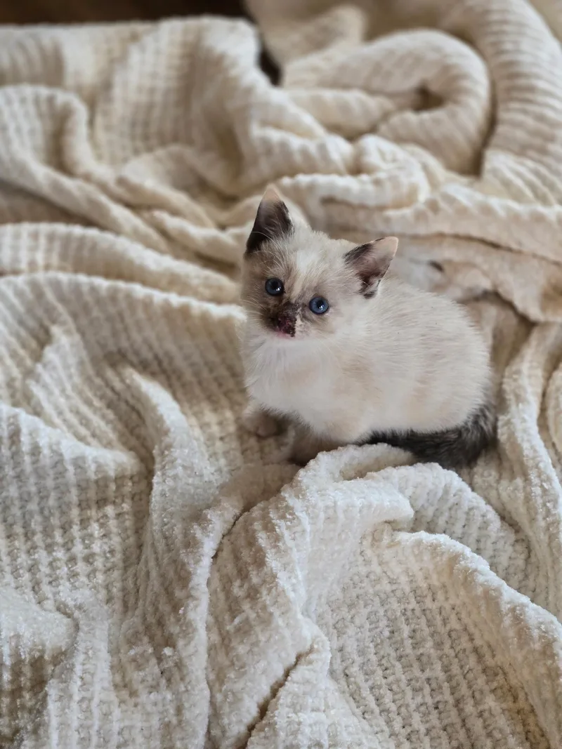 A baby medium-sized female Siamese cat named Kit for adoption in Simpsonville, SC