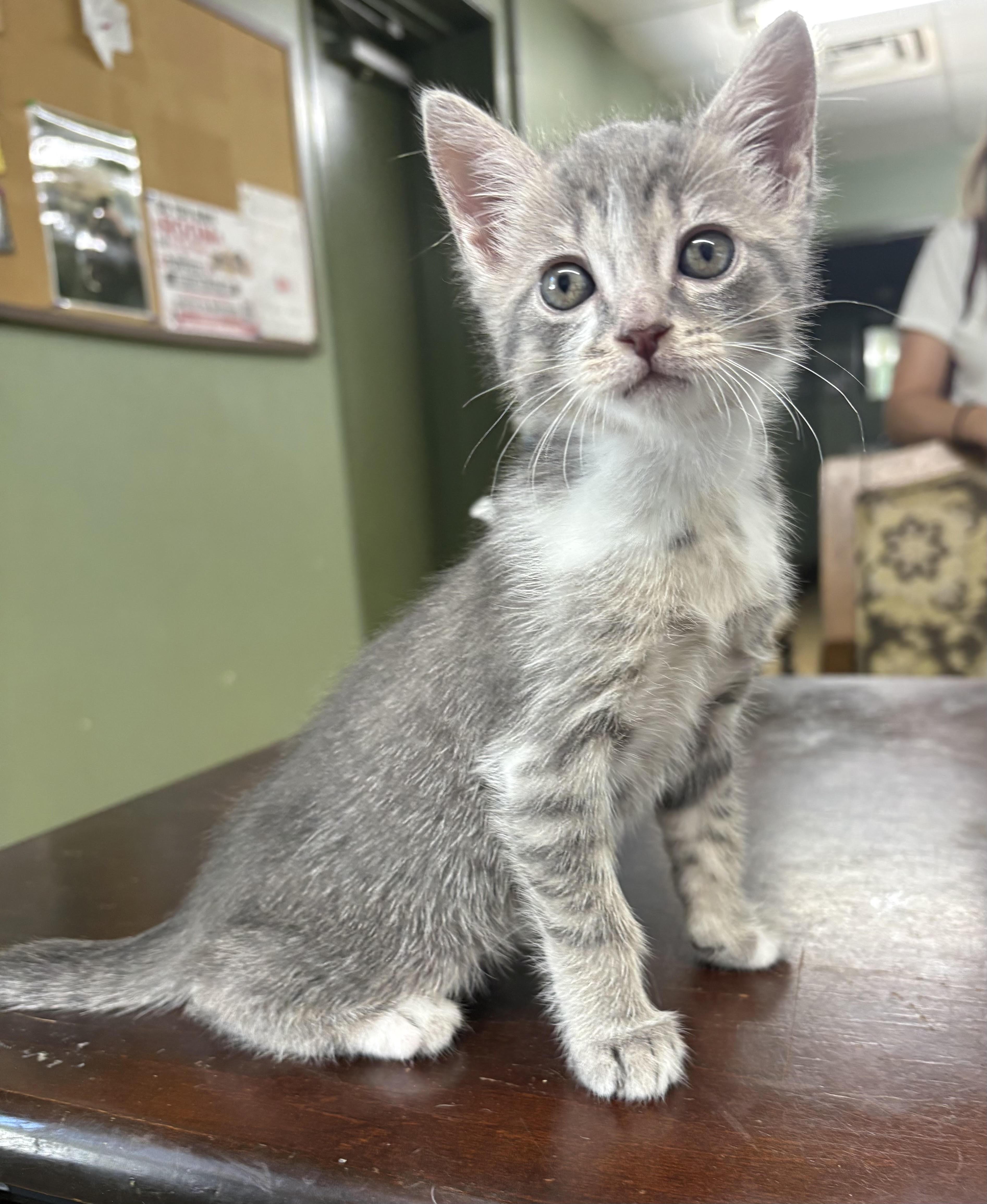 A baby small-sized male Tabby (Gray / Blue / Silver) Domestic Short Hair cat named Spencer for adoption in Monticello, GA