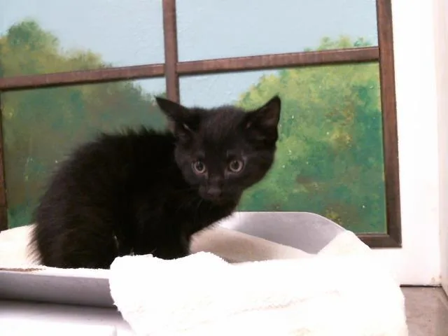 A baby small-sized male Domestic Short Hair cat named Big Foot for adoption in Houston, TX