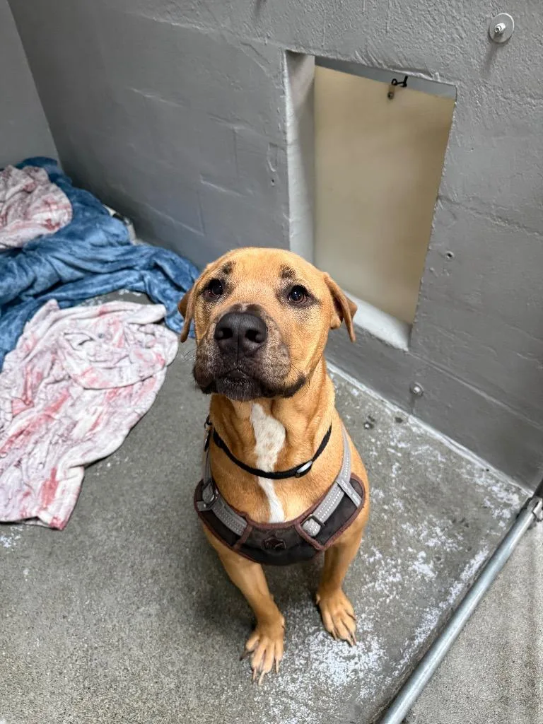 A young extra large-sized male Rhodesian Ridgeback dog named Duke for adoption in Brookings, OR