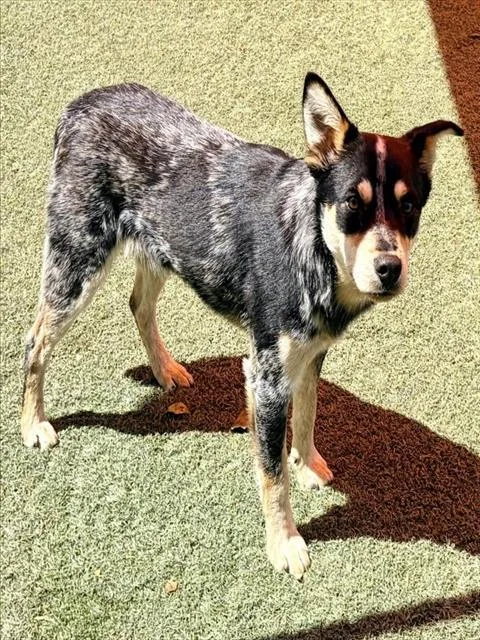 A young small-sized male Australian Cattle Dog / Blue Heeler dog named Biscuit for adoption in Salinas, CA