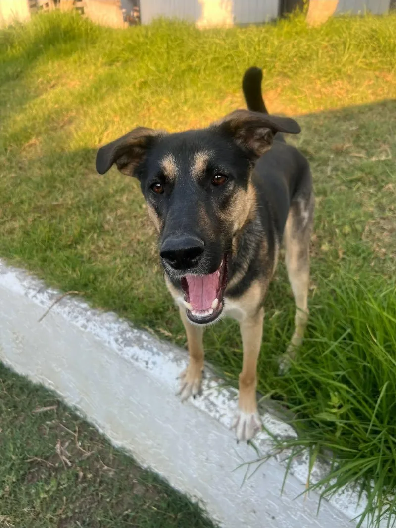A young large-sized male German Shepherd Dog dog named Emmett for adoption in Anza, CA