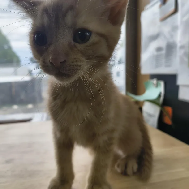 A baby small-sized male Buff / Tan / Fawn Domestic Short Hair cat named Dean for adoption in Othello, WA