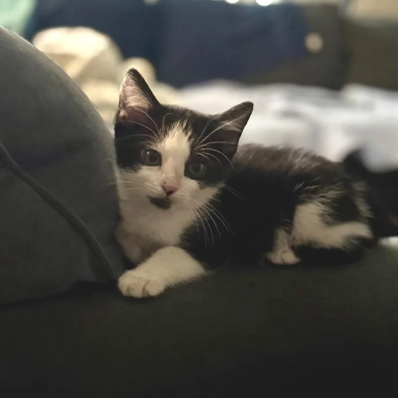 A baby small-sized male Black Domestic Short Hair cat named Clingy for adoption in Long Beach, CA