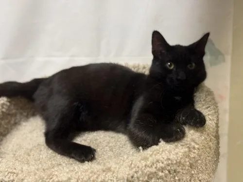 A baby medium-sized female Black Domestic Short Hair cat named Oklahoma for adoption in Phoenix, AZ
