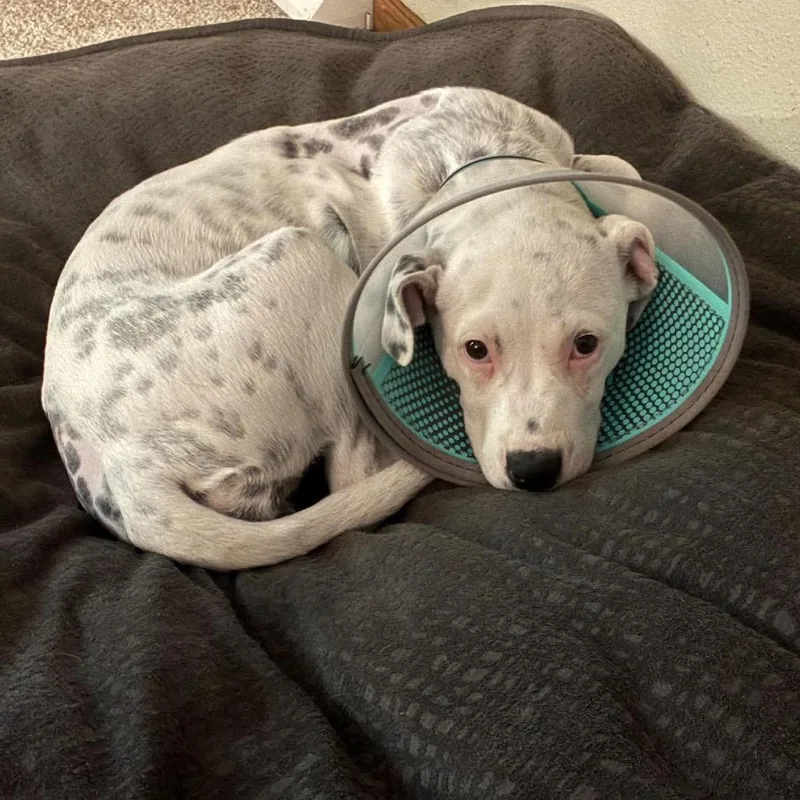 A baby small-sized female Pit Bull Terrier dog named Lily for adoption in Brainerd, MN