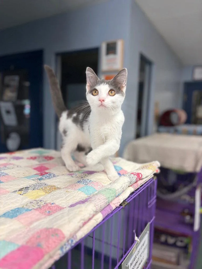 A baby small-sized female Domestic Short Hair cat named Snicker for adoption in Lovingston, VA