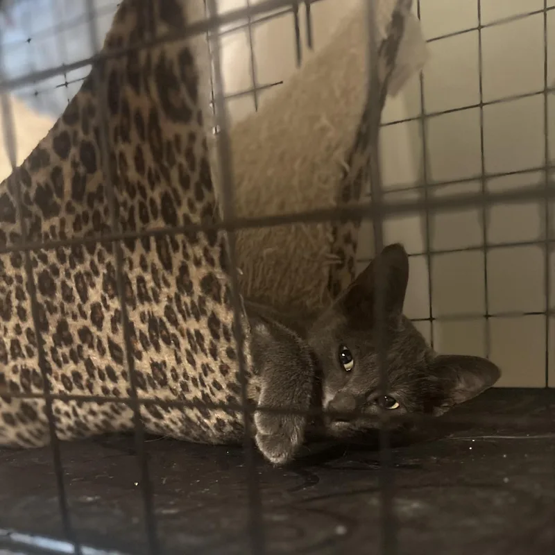 Fiona