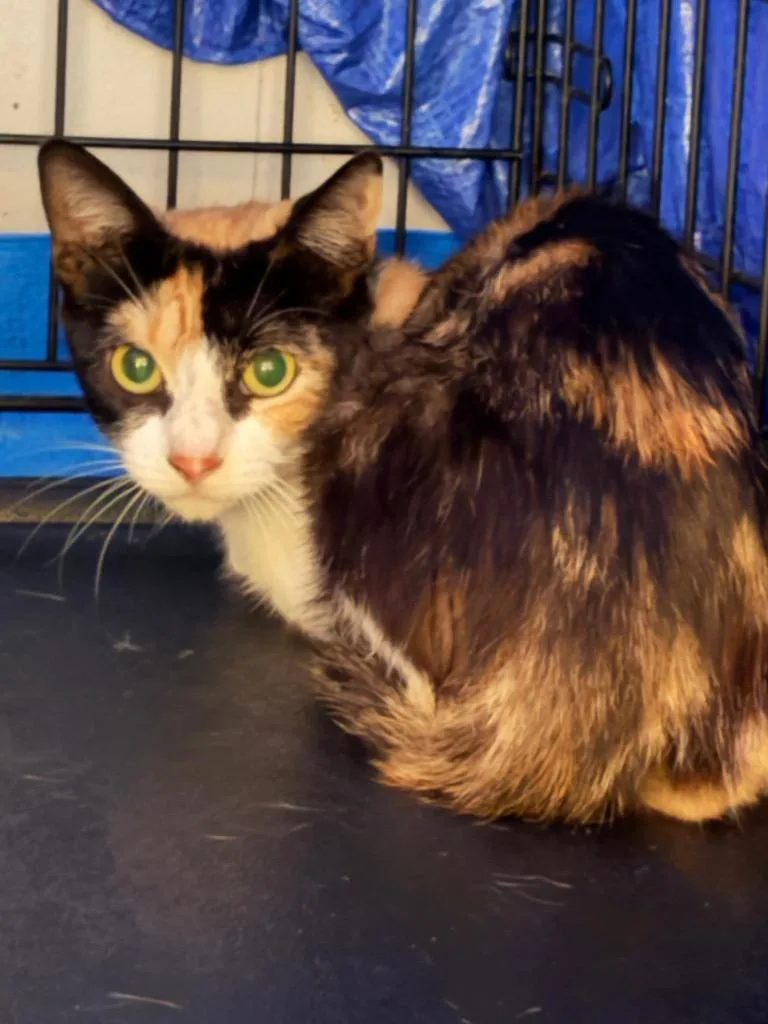 A young medium-sized female Domestic Short Hair cat named Maple for adoption in Wauchula, FL