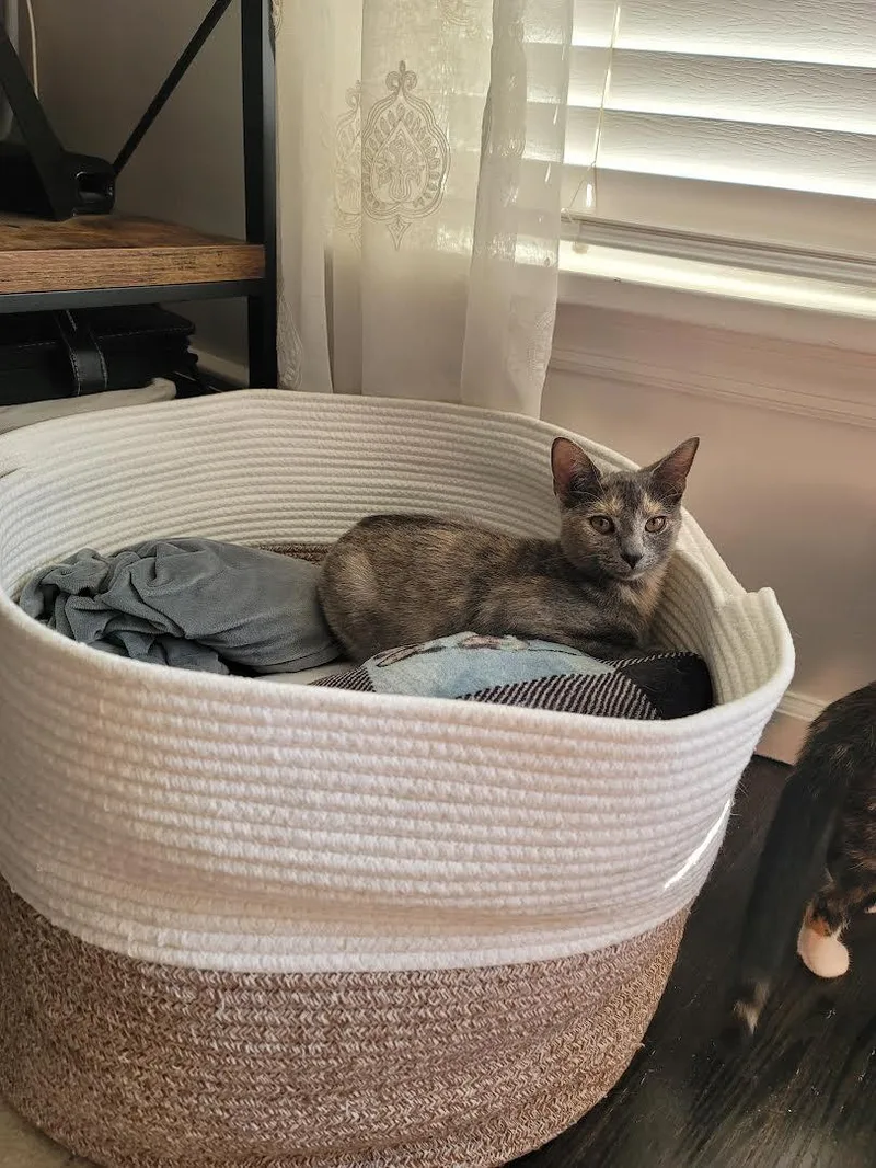 A baby medium-sized female Tortoiseshell Domestic Short Hair cat named Cinnamon and Molasses for adoption in Rochester, NY
