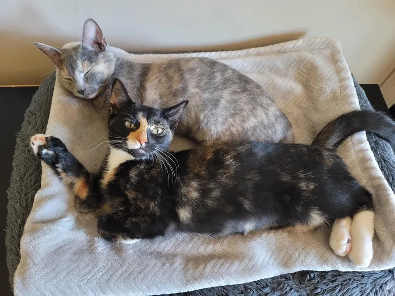 Cinnamon and Molasses thumbnail 4
