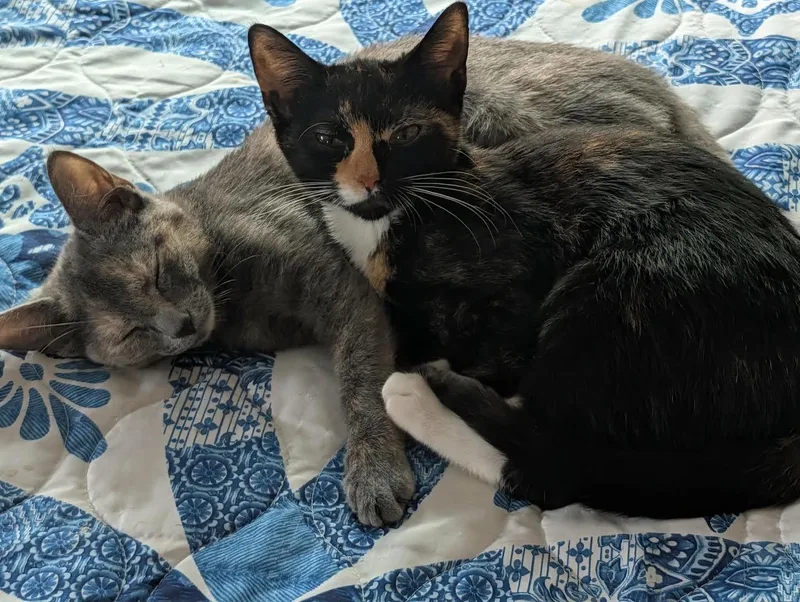 Cinnamon and Molasses thumbnail 5