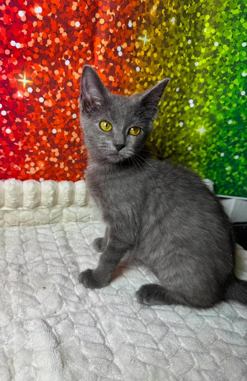 A baby small-sized female Gray / Blue / Silver Domestic Short Hair cat named Rainbow for adoption in Greensburg, PA