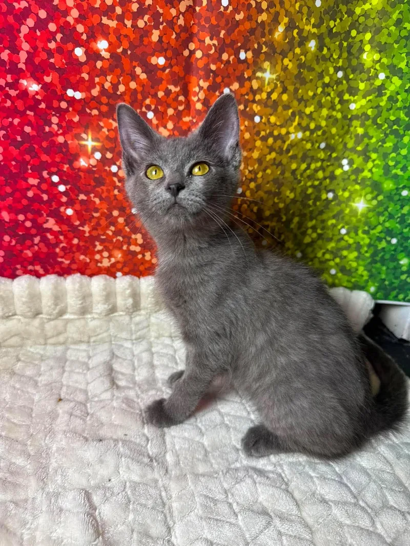 Rainbow thumbnail 2