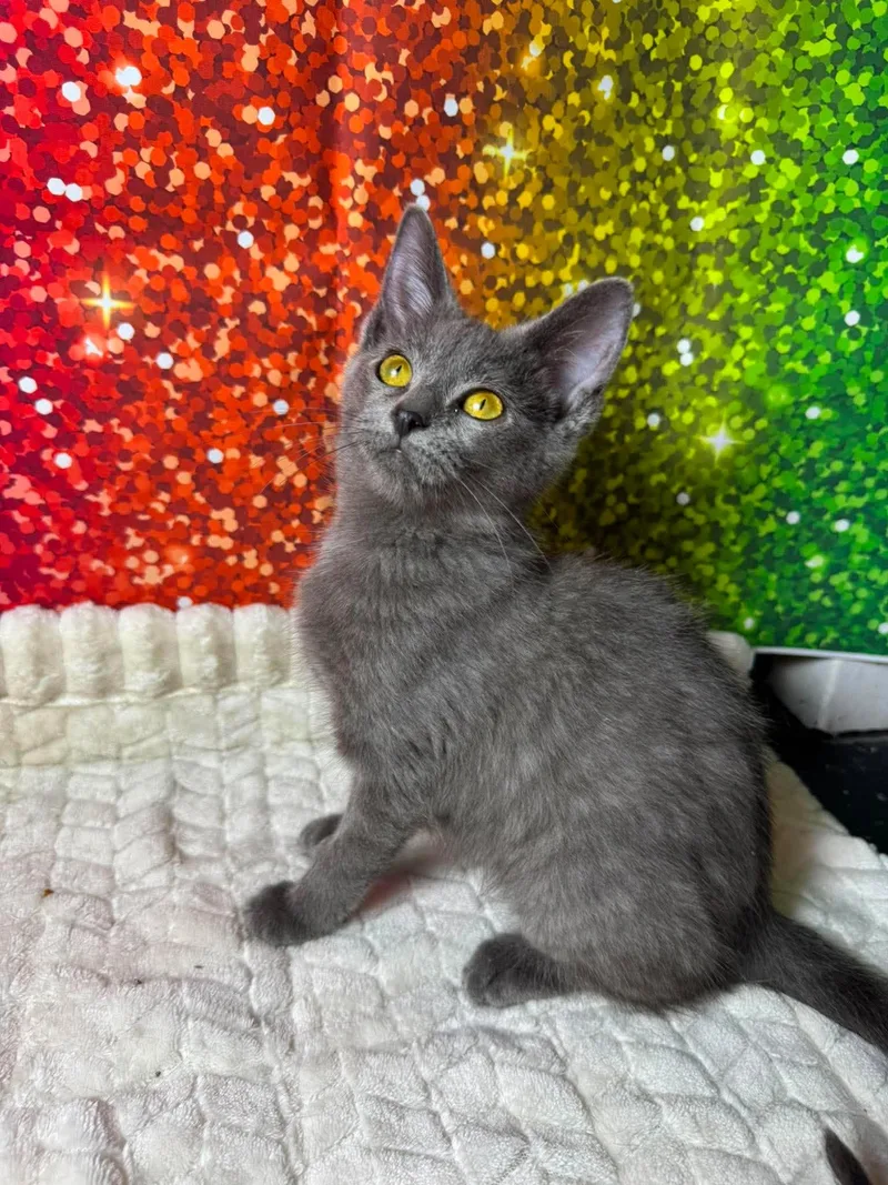 Rainbow thumbnail 4