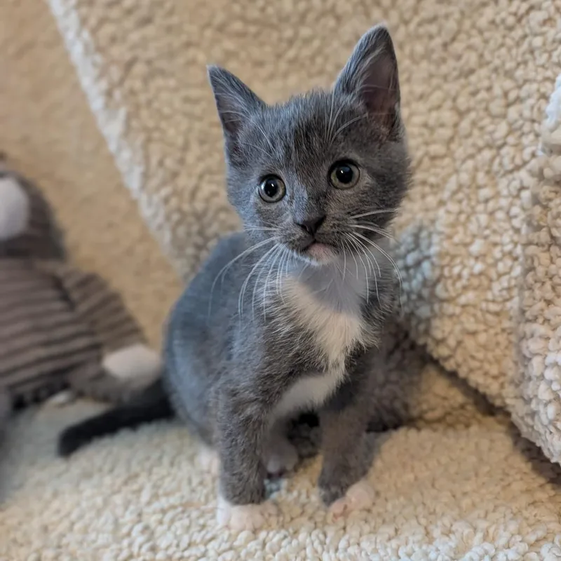 A baby small-sized female Gray / Blue / Silver Domestic Short Hair cat named Ruthie for adoption in Alexandria, VA