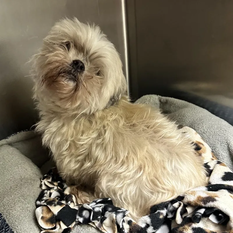 A senior small-sized female Shih Tzu dog named Gertie FC LN for adoption in Union, MO