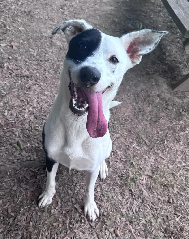 A baby medium-sized female Collie dog named Nova Grace for adoption in Little Rock, AR
