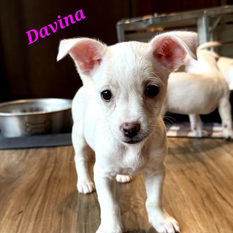 A baby small-sized female White / Cream Chihuahua dog named Davina for adoption in Monticello, IA