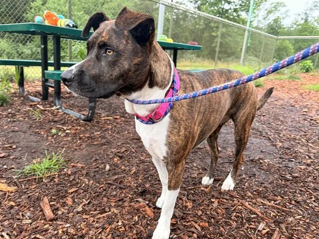 A young medium-sized female Pit Bull Terrier dog named Lola for adoption in Leesburg, VA