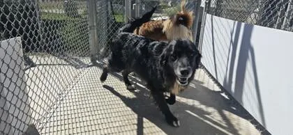 An adult large-sized male Great Pyrenees dog named Bewster for adoption in Edgewood, NM