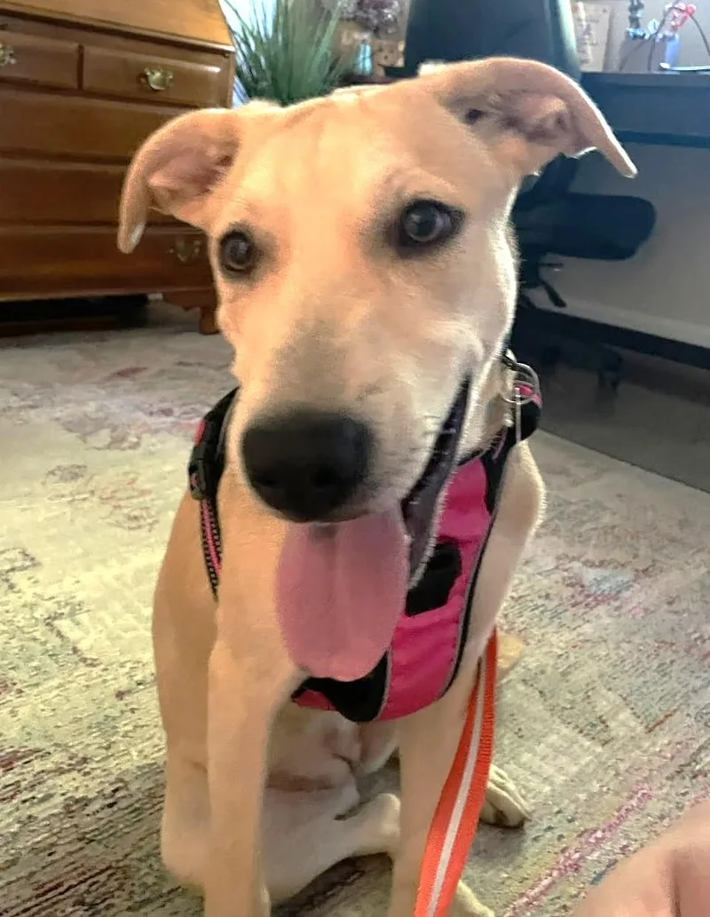A baby medium-sized female Hound dog named Phyllis for adoption in Palatine, IL