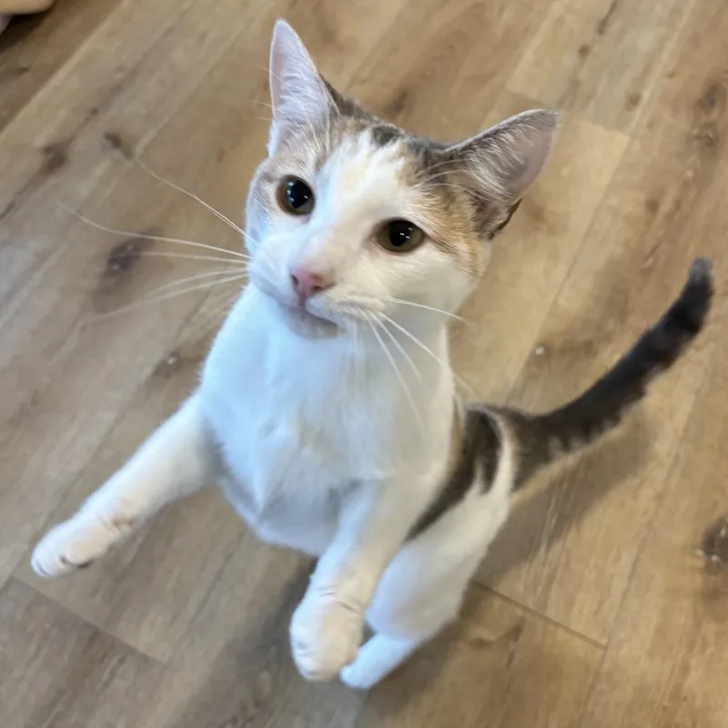 Sprinkle thumbnail 2