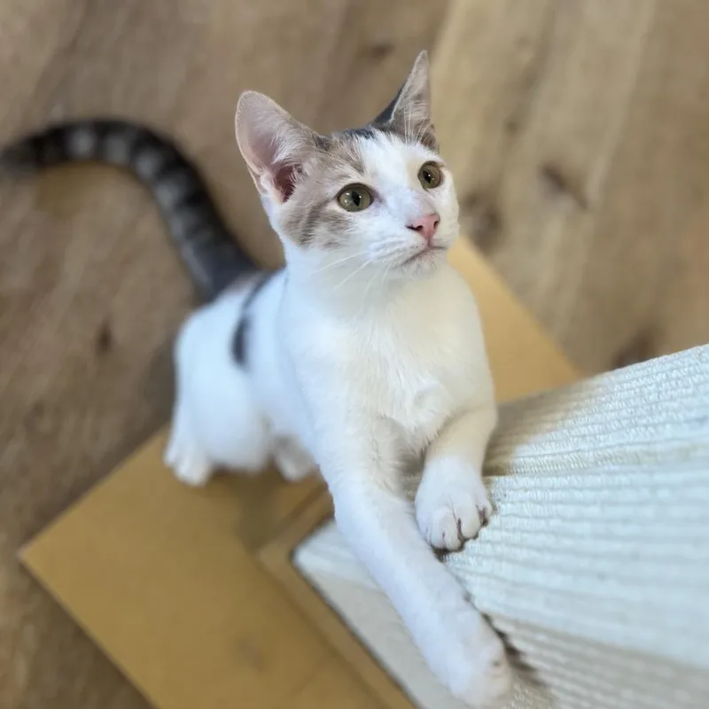 Sprinkle thumbnail 3