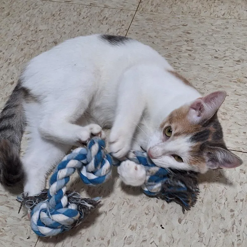 Sprinkle thumbnail 4