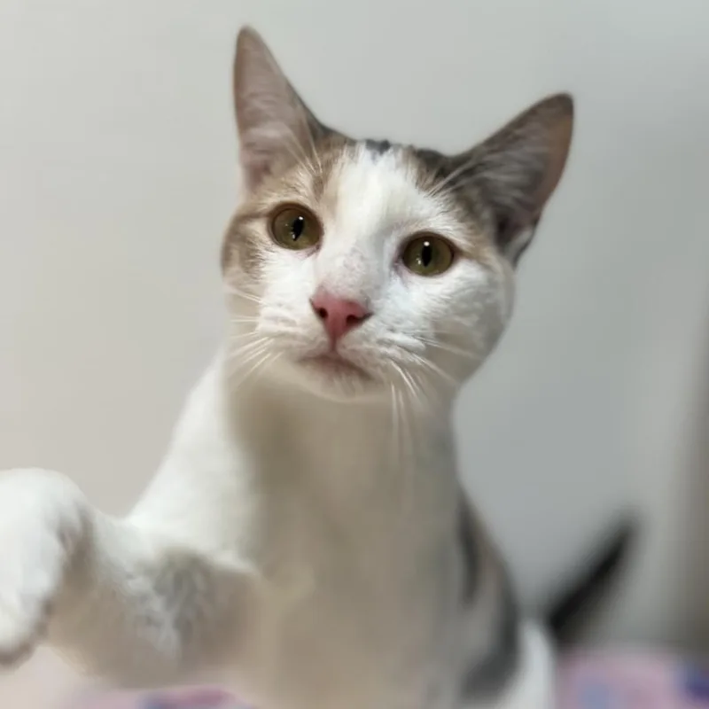 Sprinkle thumbnail 5