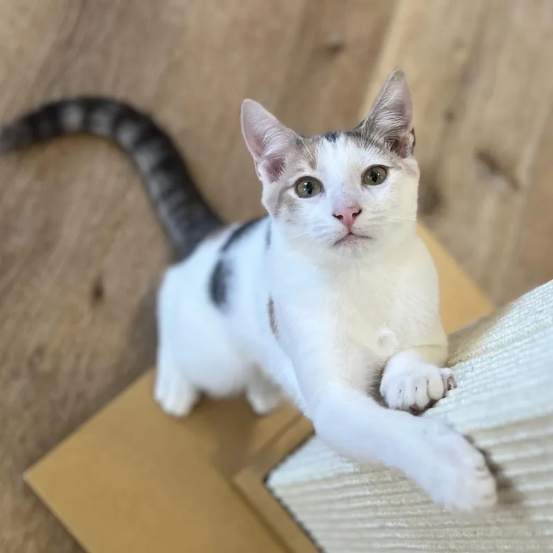 Sprinkle thumbnail 6