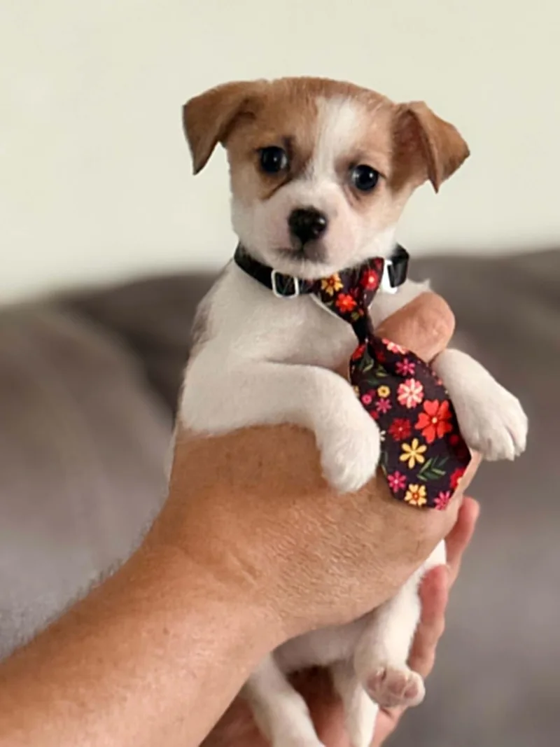 A baby small-sized male Shih Tzu dog named Nutty Buddy for adoption in West Richland, WA