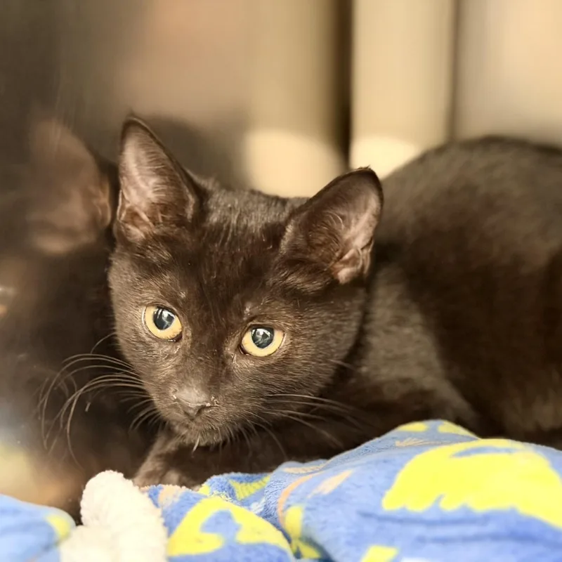 A baby medium-sized female Black Domestic Short Hair cat named Truffle for adoption in Jackson, NJ