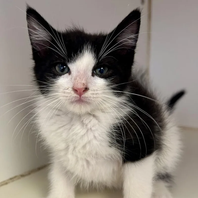 A baby small-sized male Black Domestic Short Hair cat named Oreo for adoption in St Joseph, MO