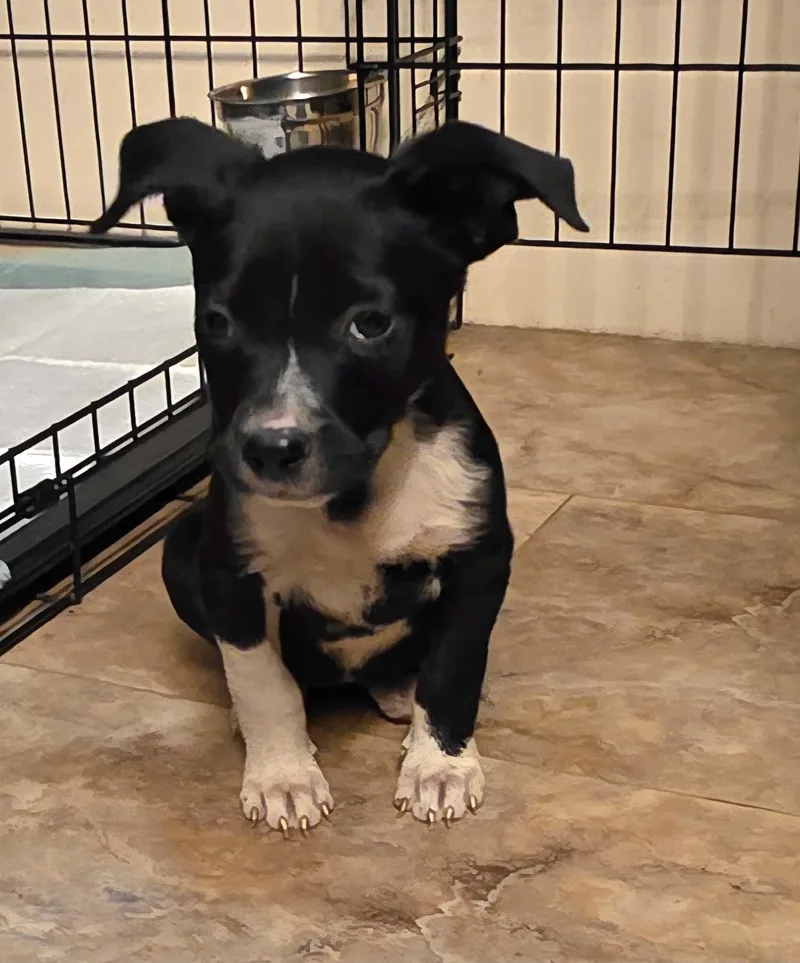 A baby small-sized female Beagle dog named Maureen for adoption in Carmel, NY