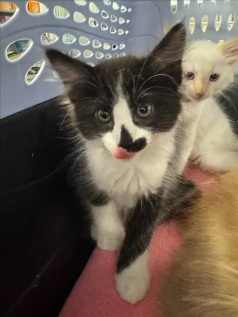 A baby small-sized female Black & White / Tuxedo Domestic Medium Hair cat named Lily for adoption in Woodland, CA