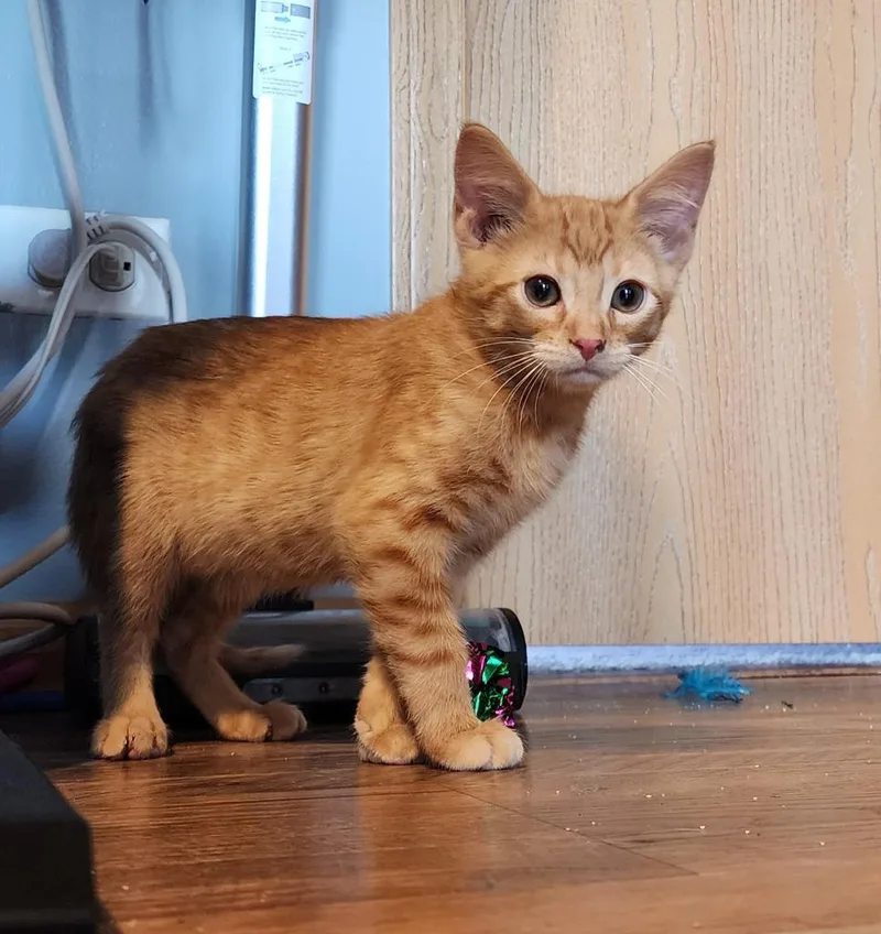 A baby small-sized male Domestic Short Hair cat named Archie for adoption in Rockford, IL