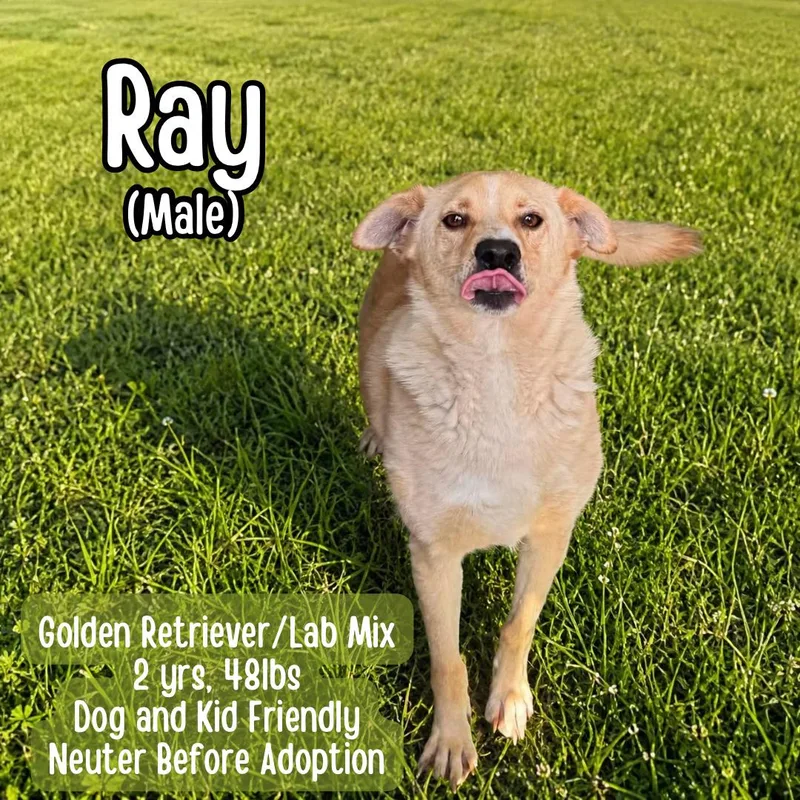 An adult medium-sized male Golden Retriever dog named Ray for adoption in Lancaster, KY