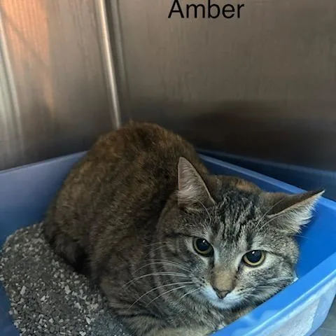 A young medium-sized female Brown / Chocolate Domestic Short Hair cat named Amber for adoption in Knoxville, TN